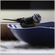 Mésange bleue