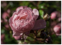 fleur