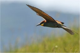 guy-dauvergne008