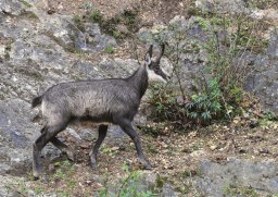 guy-dauvergne016